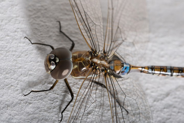 Dragonfly on white wall