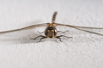 Dragonfly on white wall