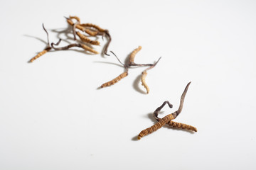 Cordyceps on a white background