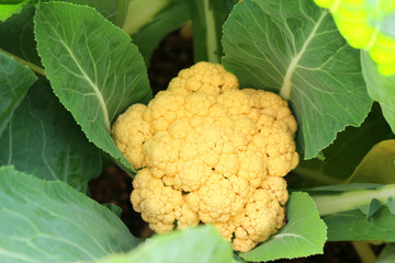 Orange Cauliflower