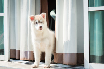 happy siberian husky puppy standing