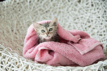 soggy kitten after a bath