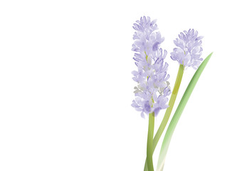 Hyacinth  blue flowers on white background,vector illustration