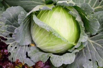 Fototapeta premium fresh green cabbage in the garden