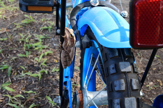 frog bike mudguard fitting