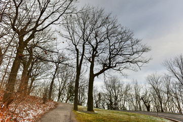 Winter Forest Landscape
