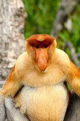 Fototapeta premium Proboscis Monkey