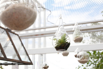 Fototapeta na wymiar Hanging terrariums with plant in indoor environment