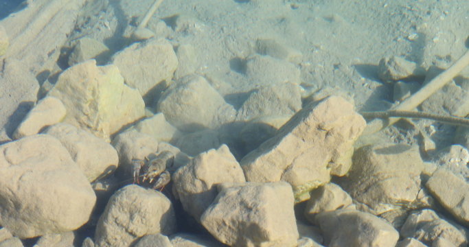 strolling crayfish under water in the morning