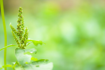 The treetop green leaves on green background
