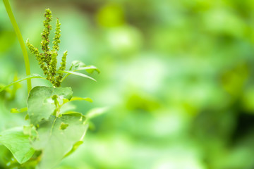 The treetop green leaves on green background