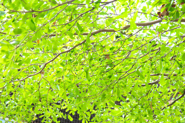 tree backgrounds/green leaves sunlight in the morning after rain