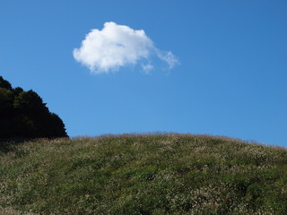 Obraz premium 青空とススキ草原