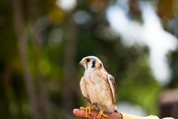 Falke sitzt auf der Hand