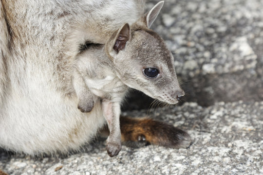 rock wallaby baby in pouch