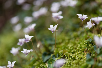 Moss and flowers
