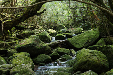 Rainforest Shiratani Unsuikyo,