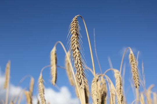 Wheat with bluesky background