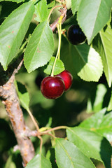 cherry berry on the bush