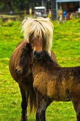 Icelandic horse with a foal on a meadow near Reykjavik, Iceland