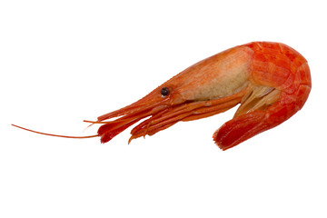 Shrimp the sea boiled. Shrimp isolated.