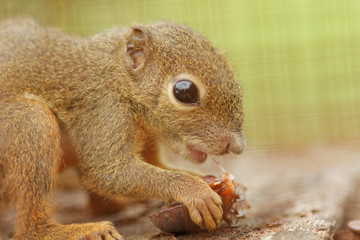 A plantain squirrel eating cockroach