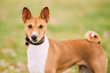 Basenji dog on grass outdoor. The Basenji is a breed of hunting 