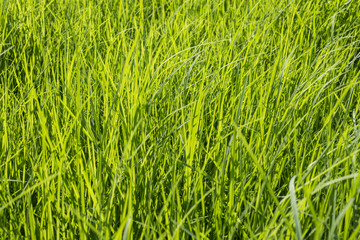 Green grass surface background