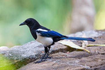 Obraz premium Black-billed Magpie (Pica pica) perching on stone