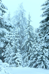 Snowy fir forest.