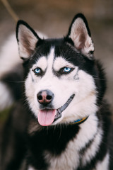 Fototapeta premium Close Up Portrait of Husky Dog 