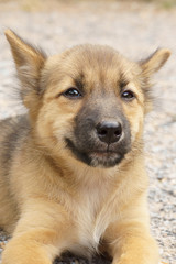 Little dog on the ground