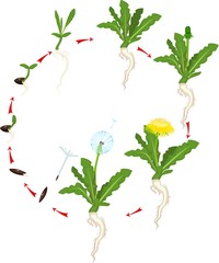 Fototapeta premium Life cycle of dandelion