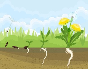 Obraz premium Life cycle of dandelion 