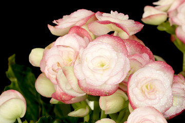 Pink Begonias on black background.