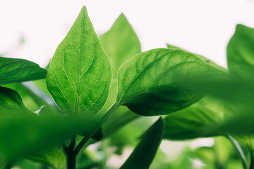 Green Sprout Growing From Seed