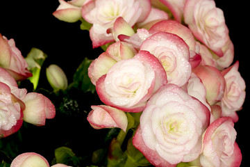 Pink Begonias on black background.
