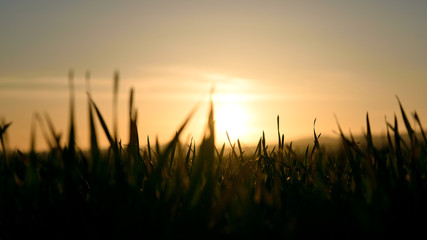 Sunset in the fields