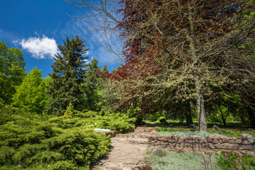 Obraz premium Green Trees And Bushes In Spring Garden. Landscaping