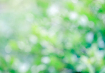 Fototapeta premium Abstract nature background image