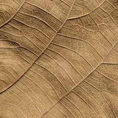Macro view on textured autumn brown leaf