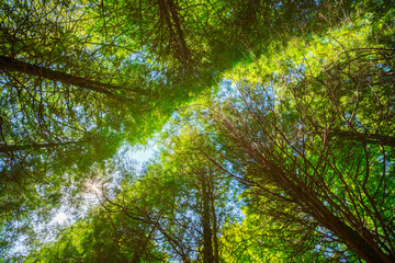 Summer Sun Shining Through Canopy Of Tall Trees. Upper Branches 