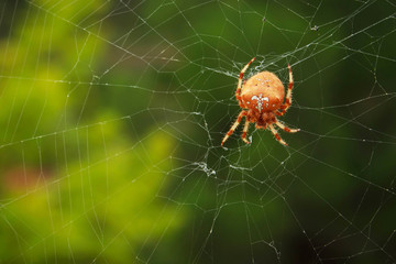Araña de la Cruz