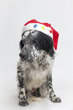 Cane seduto posa con un cappello di babbo Natale. Sfondo bianco