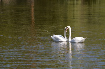 Лебединая верность