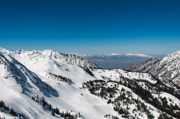 Naklejka premium Snowbird 1