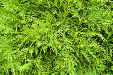 the image shows a green thuja