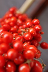 Italian Tomatoes Ripening