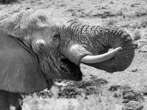 Elephant Drinking Water Close-up