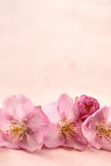 桜の花　ピンク和紙背景
